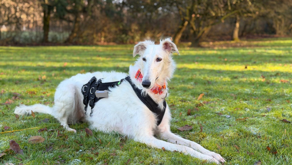 Barsoi-Hündin: Sofya