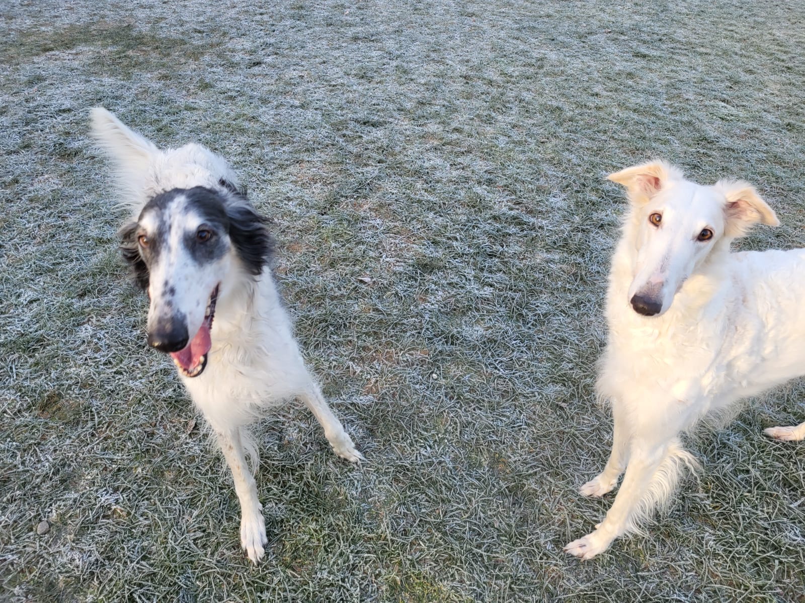 Ein Hoch auf das Tierheim Heinsberg