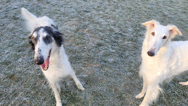 Ein Hoch auf das Tierheim Heinsberg