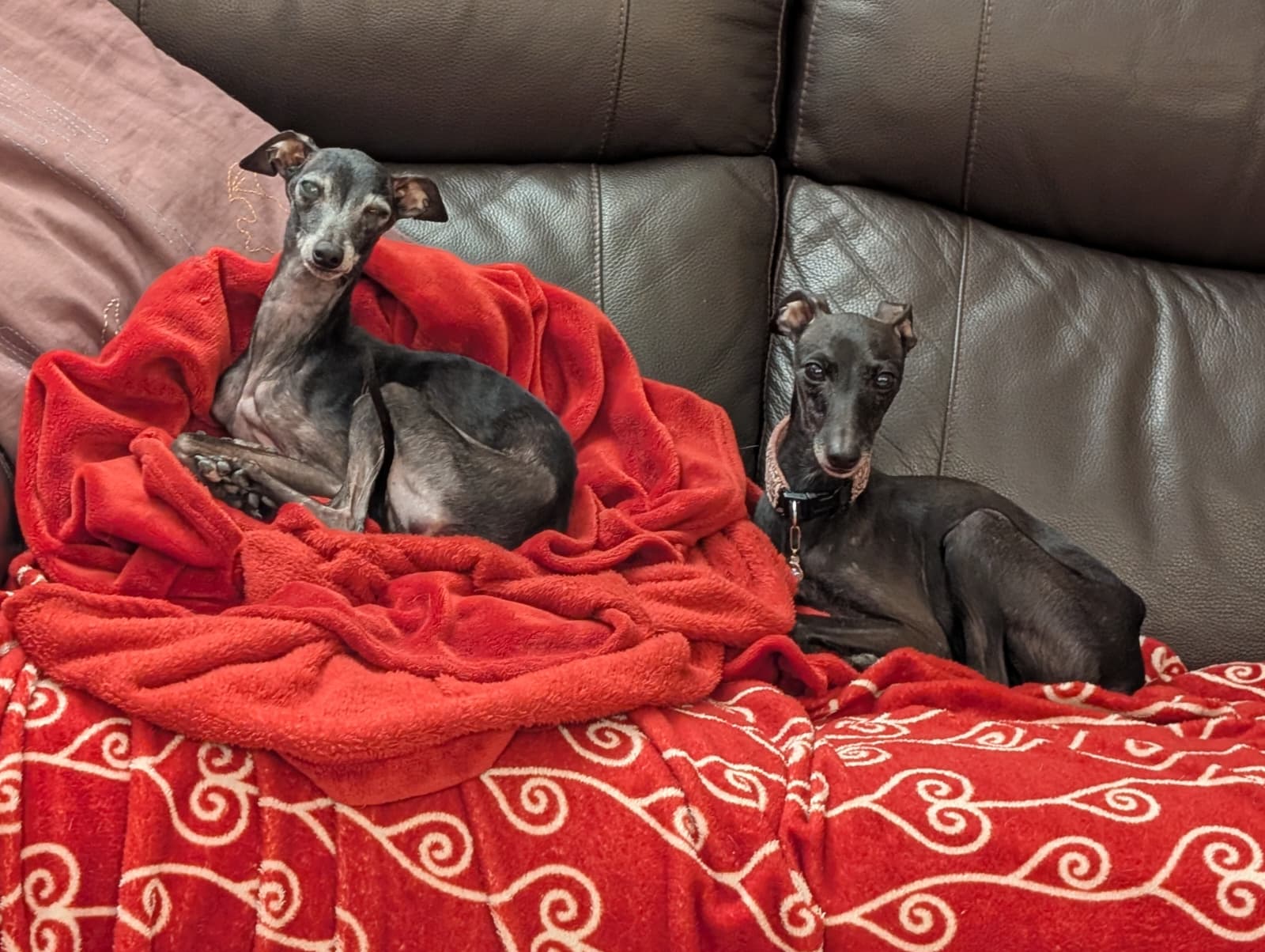 Windspiel-Hündin: Bobby