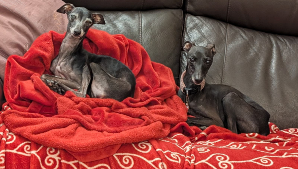 Windspiel-Hündin: Bobby