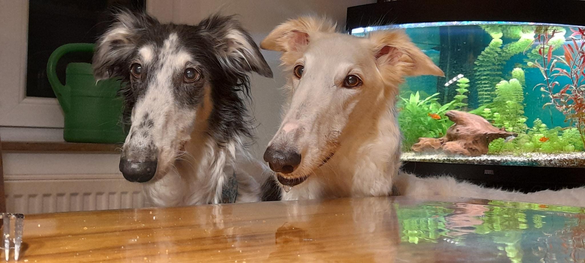 Unsere beiden Barsoi-Mädels