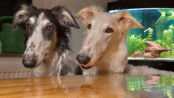 Barsoi-Hündin: Daria