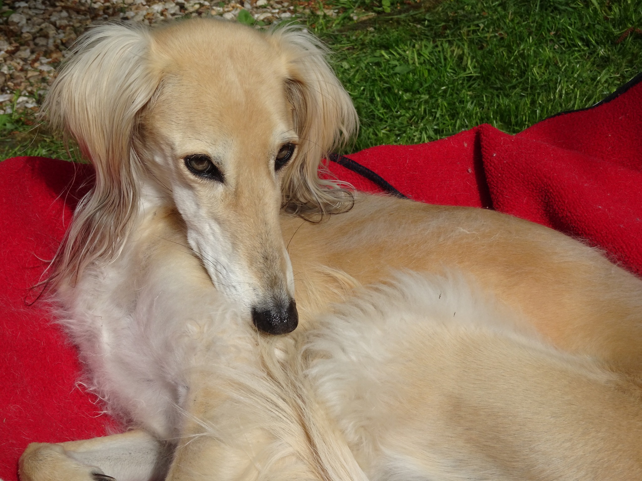 Saluki-Hündin: GHALIA