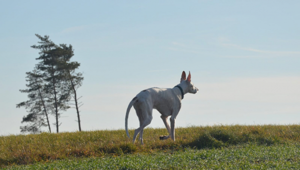 Araco für immer in unserem Herzen