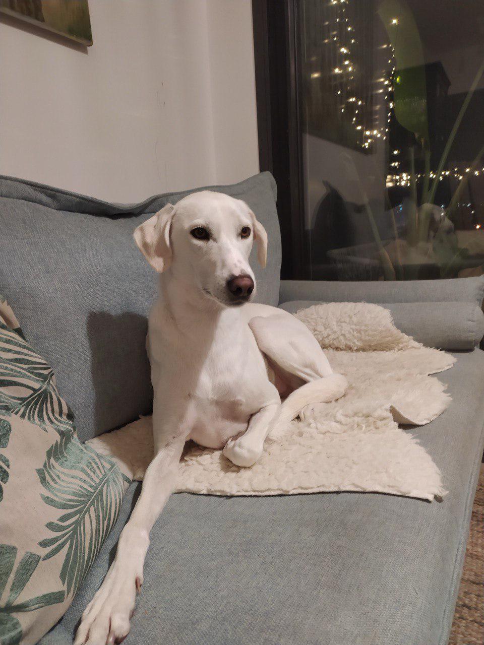 Saluki-Mix-Rüde: Monty