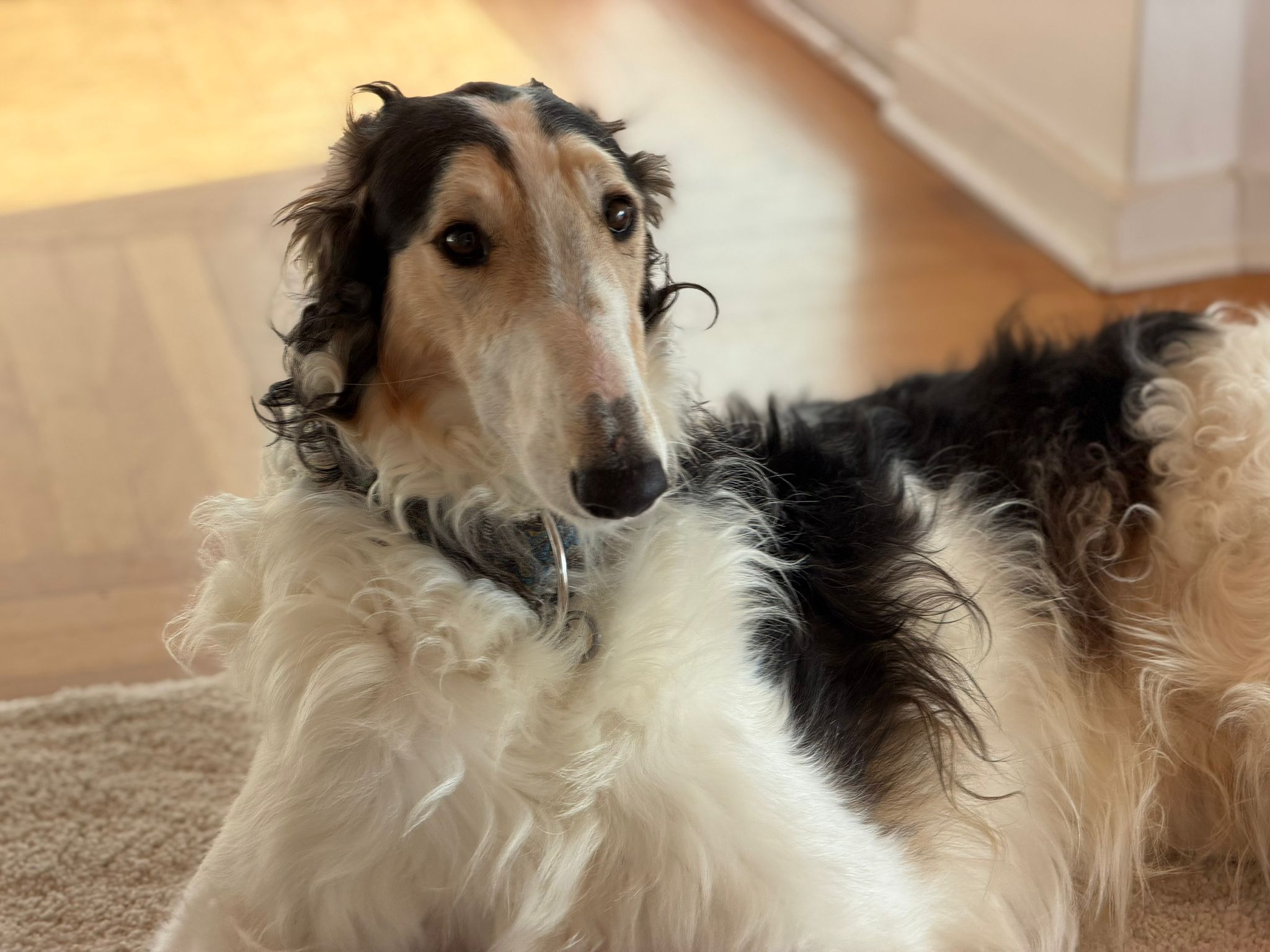 Barsoi-Rüde: Leopold