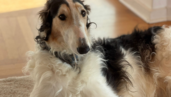 Barsoi-Rüde: Leopold