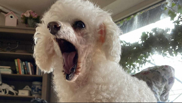 Pudel-Rüde: Schurik