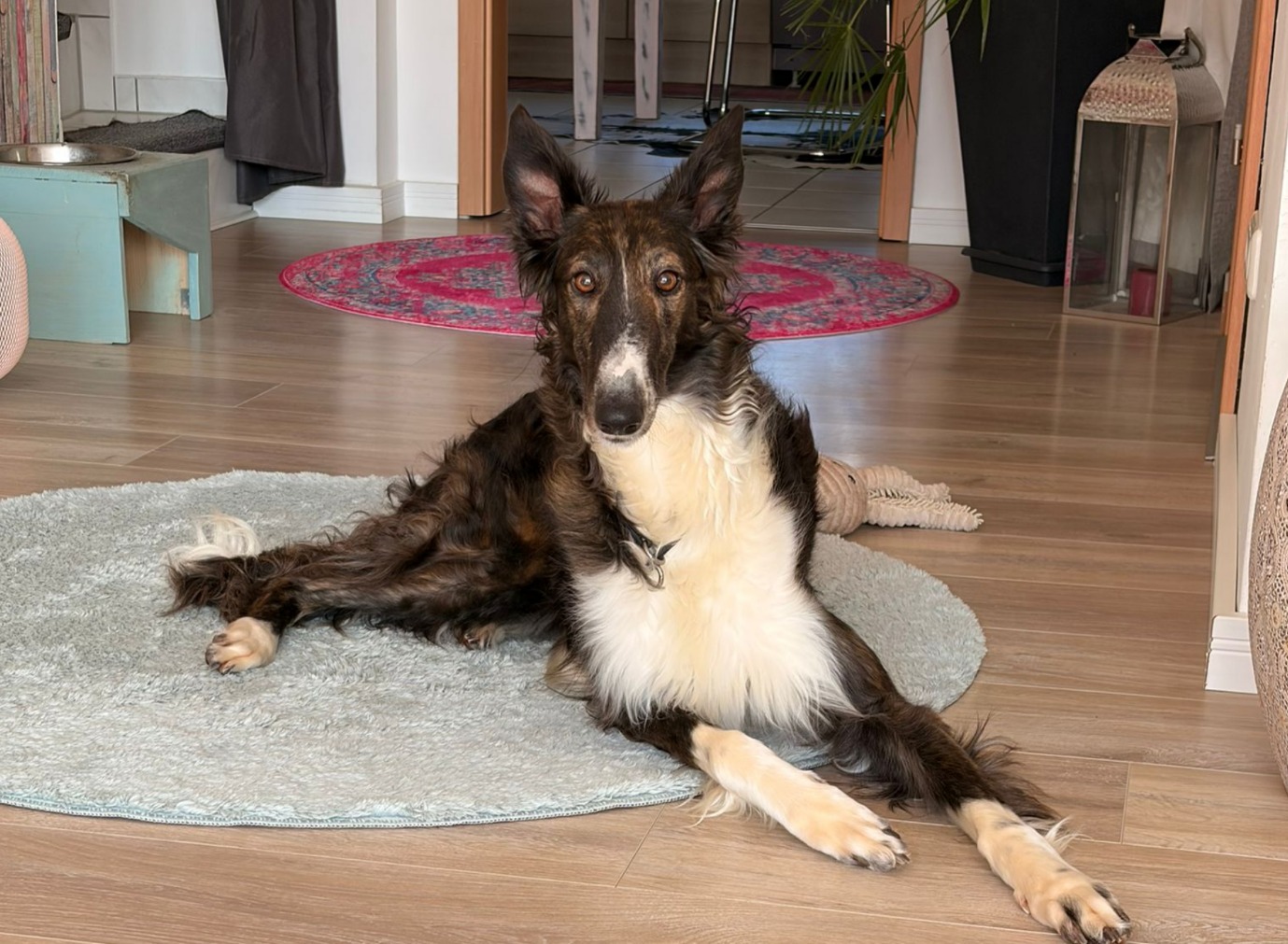 Barsoi-Hündin: Helena