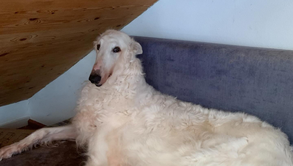 Barsoi-Rüde: Julien