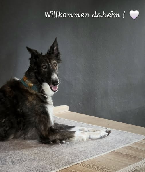 Barsoi-Hündin: Helena