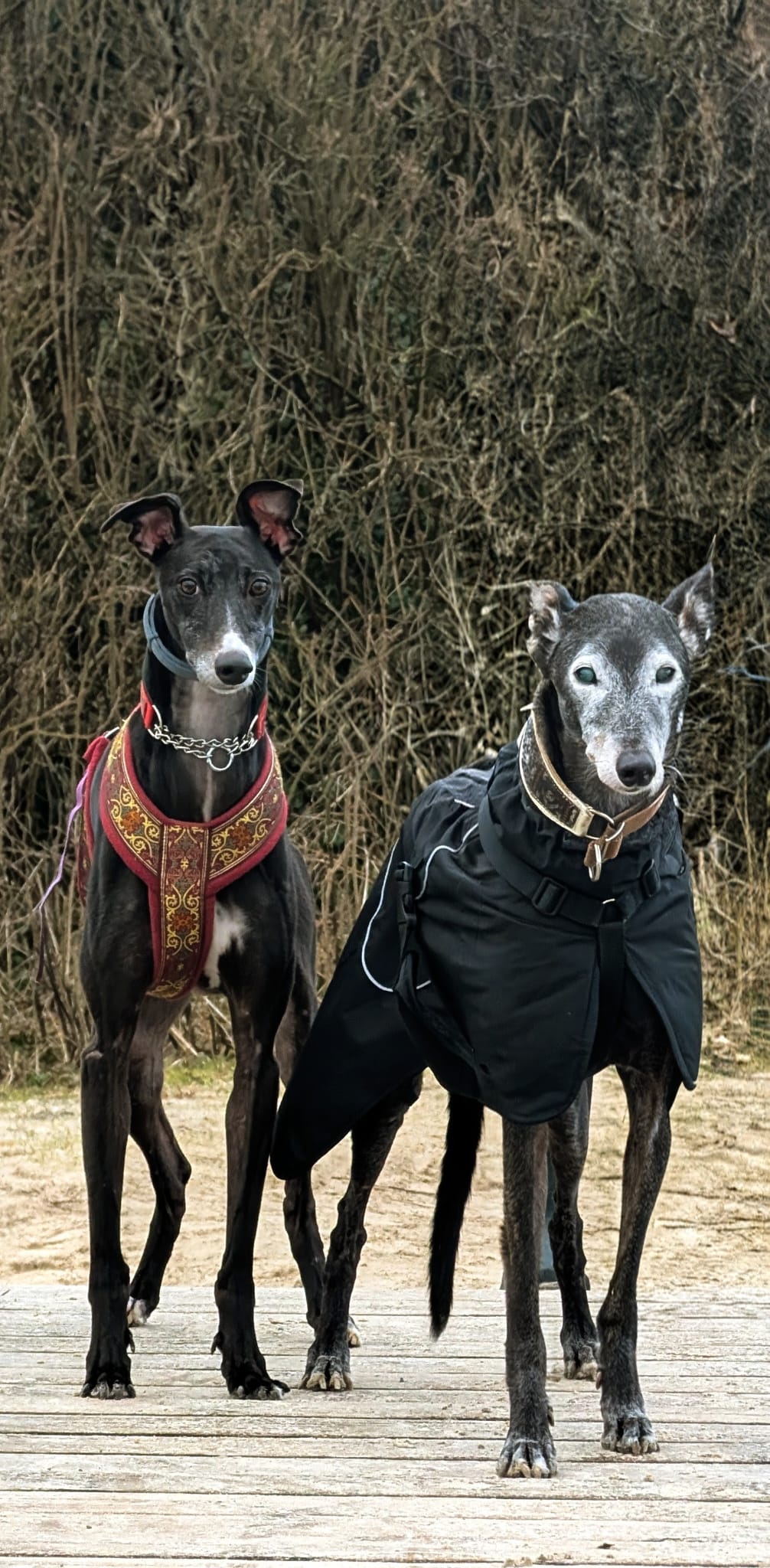 Jack, Ares & Conner (schöne Bilder 4)