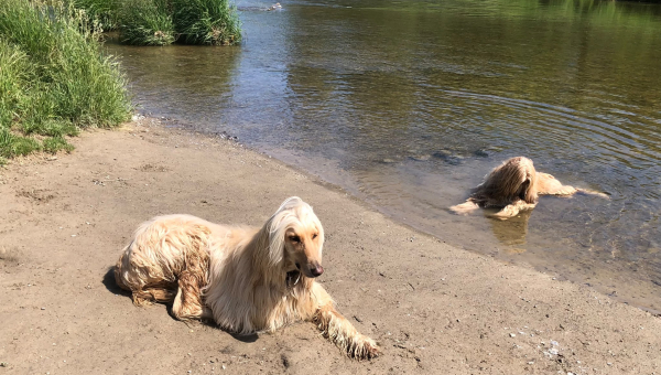 Stewart & Farida  genießen den Sommer (schöne Bilder 6)