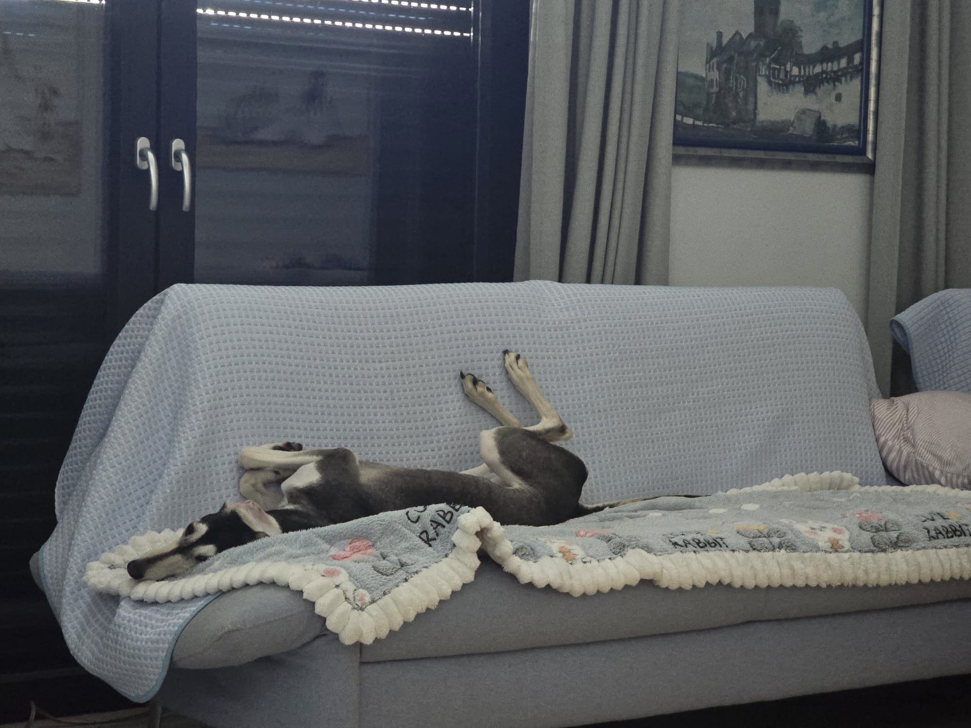 Saluki-Hündin: Flummi