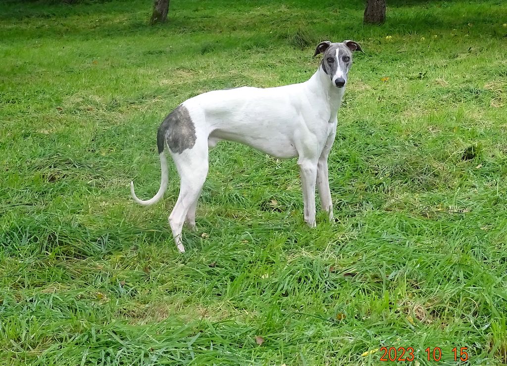 Showgrey-Rüde: Merlin
