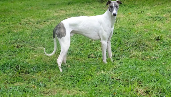 Showgrey-Rüde: Merlin