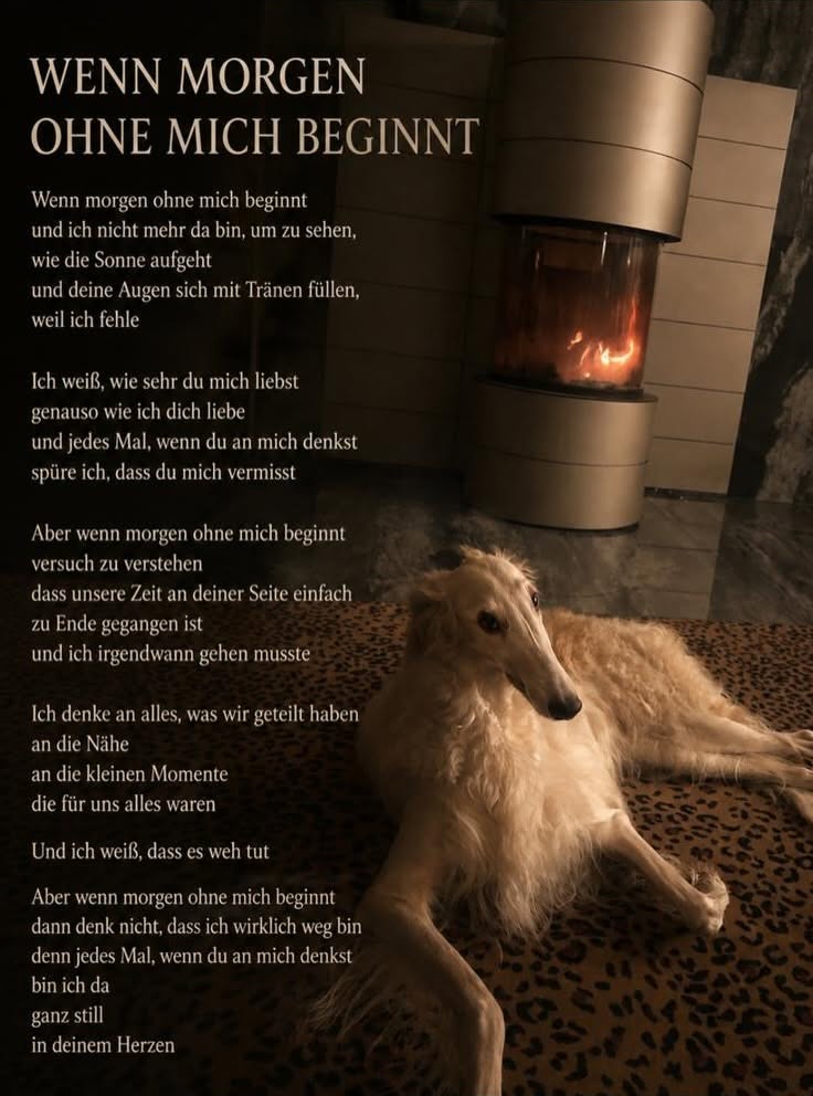 Barsoi-Hündin: AMY