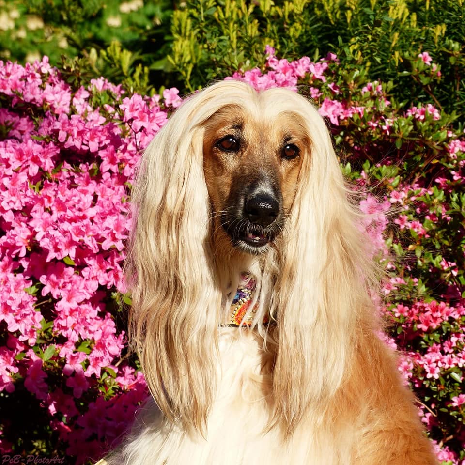 94955122 1105854939795355 2375397938693144576 n