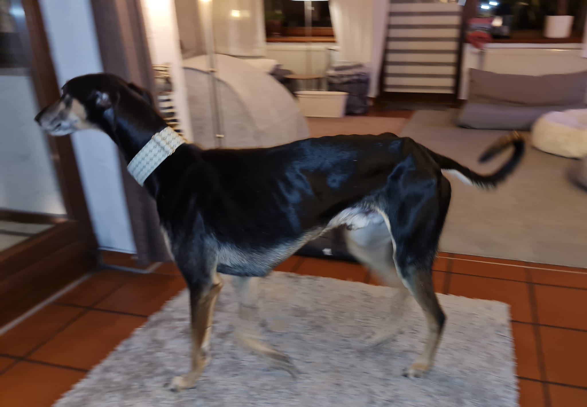 Pelle stehen wohnzimmer