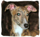 Whippet-Rüde: AMIGO
