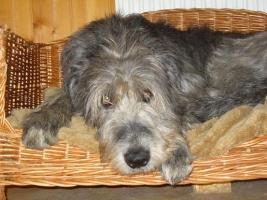 Irish-Wolfhound-Rüde: AEROS