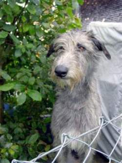 Deerhound-Rüde: Alainon