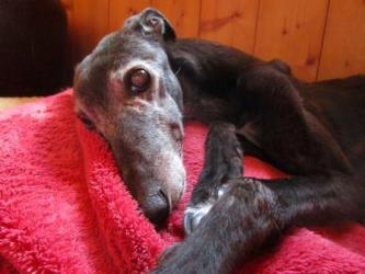 Greyhound-Hündin: ALI