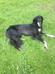 Saluki-Rüde: AMOR