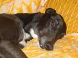 Greyhound-Rüde: ANTON