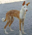 Podenco Ibicenco Rauhaar-Rüde: ANUBIS