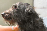 Irish-Wolfhound-Mix-Rüde: ARES