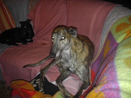 Greyhound-Rüde: BAGGY