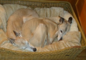 Whippet-Paar: BALOO und GINO
