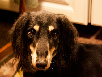 Saluki-Rüde: BAZIR 