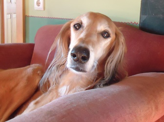 Saluki-Rüde: BEAKER