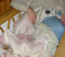 Galgo-Mischlings-Rüde: BLANCO