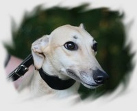 Greyhound-Hündin: BLONDIE