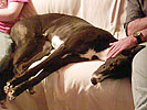 Greyhound-Rüde: BOOMER