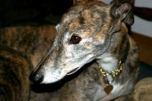 Greyhound-Hündin: BRITNEY