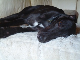 Greyhound-Rüde: BUSCHKA