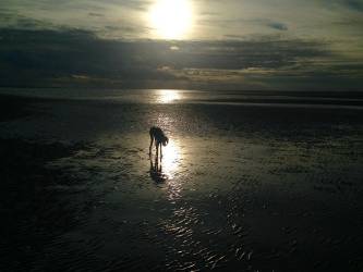 Saluki-Hündin: CALLA