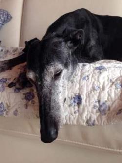 Galgo-Espanol-Hündin: CHANA