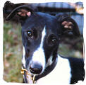 Whippet-Rüde: CHARLIE