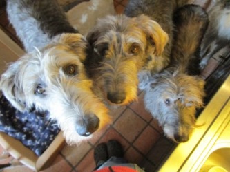Irish-Wolfhounds: CHELSEA und JASPER