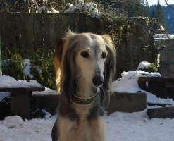Saluki-Rüde: CLINTON