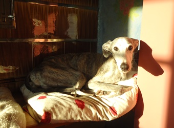 Galgo-Espanol-Rüde: COLIN