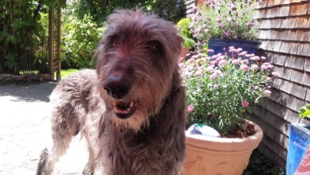 Deerhound-Rüde: CONNOR