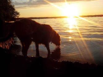 Irish-Wolfhound-Rüde: DAKOTA