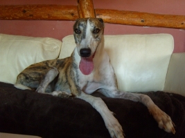 Greyhound-Rüde: DIOS